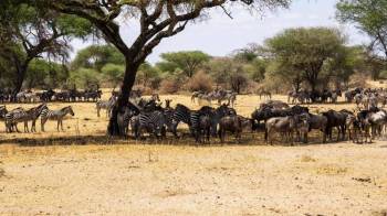 Arusha Tour Packages