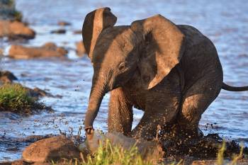 6 Days 5 Nights Tarangire Serengeti Ngorongoro Crater Lake Manyara Safari