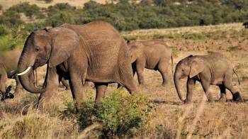 6 Days 5 Nights Tarangire Serengeti Ngorongoro Crater Lake Manyara Safari