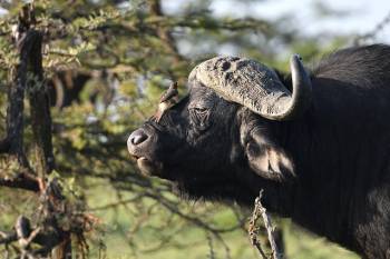 Arusha Tour Packages