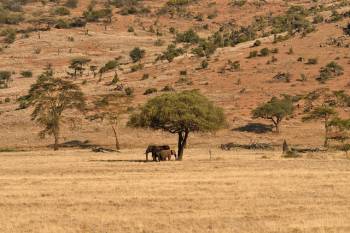 7 Days 6 Nights Tarangire Serengeti Ngorongoro Manyara Safari