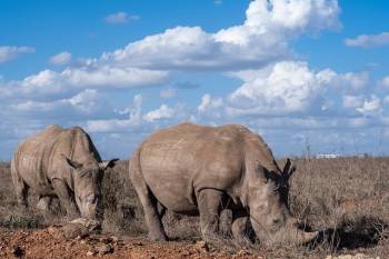 Ngorongoro Tour Packages
