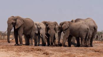 7 Days 6 Nights Tarangire Serengeti Ngorongoro Manyara Safari