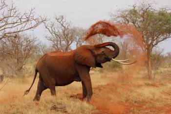 Ngorongoro Tour Packages