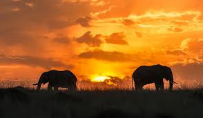 Explorer Safaris