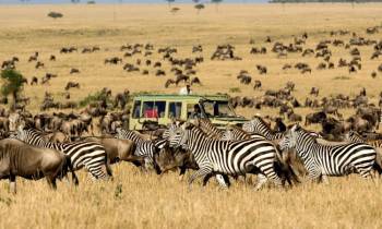 Explorer Safaris