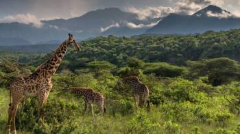 Day Trip To Arusha National Park
