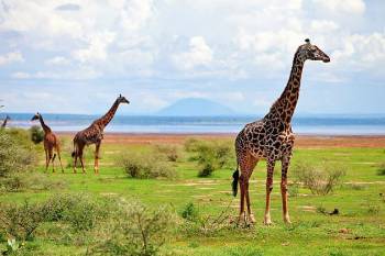 Day Trip To Lake Manyara National Park