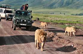 3 Days Safari Simba Tour