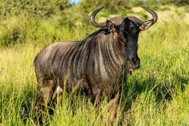 14 Days Wildebeest - GNU Tour