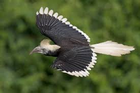 11 Days Crowned Hornbill Tour