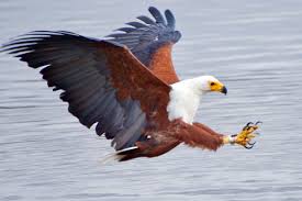 14 Days African Fish Eagle Tour