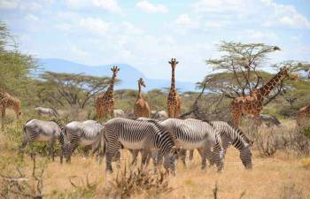 12 Days Best Of Kenya Safari Tour