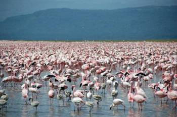 4 Days Mara - Lake Nakuru National Park Tour