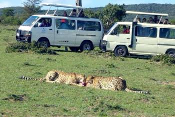6 Days Mara - Lake Nakuru - Amboseli Tour