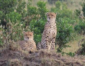 8 Days Samburu - Aberdare - Mara Tour