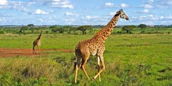 Nairobi Excursions 6 Night - 7 Days Tour
