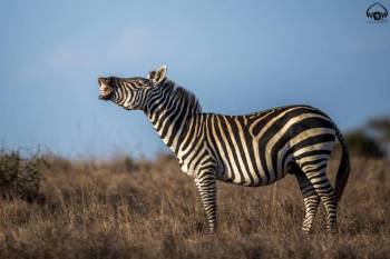 3 Days to Maasai Mara