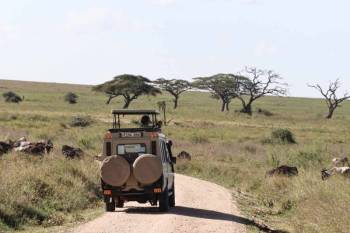 4 Days Ngorongoro - Serengeti - Manyara Tour