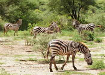 5 Days Best Of Tanzania Safari Tour