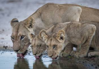Manyara - Serengeti - Ngorongoro 6 Days Tour
