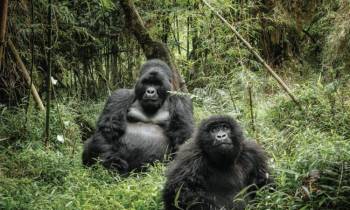 Marvels Of Uganda Safari 5 Days Tour