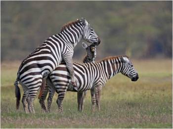Amboseli 3 Days