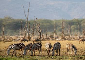 Masai Mara Tour Packages