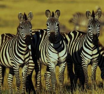 4 Night - 5 Days Mbuni Safari Tanzania Tour