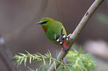 8N - 9D Bhutan Birding Trip