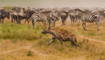 9 Days Zanzibar Island Holiday With Tanzania Safari Tour