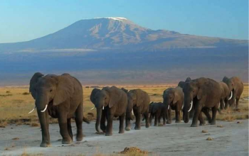 5 Days - 4 Nights Amboseli - Tsavo National Parks Tour