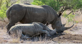 7 Days - 6 Nights Mt Kenya National Park Tour