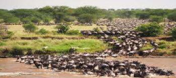 7 Days - 6 Nights Maasai Mara National Reserve Tour