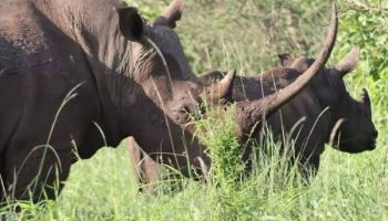 3 Nights 4 Days Maasai Mara Package