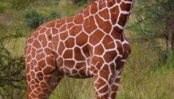 3 Nights 4 Days Maasai Mara Package