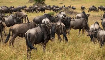 3 Nights 4 Days Maasai Mara Package