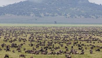 3 Nights 4 Days Maasai Mara Package