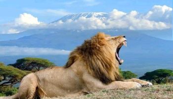 4 Nights 5 Days Samburu National Reserve Safari