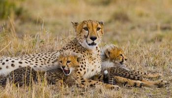 4 Nights 5 Days Samburu National Reserve Safari