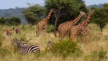 4 Nights 5 Days Samburu National Reserve Safari