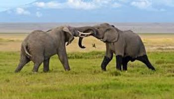 2 Nights 3 Days Amboseli Package