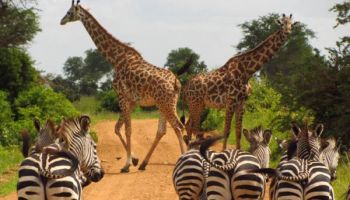 Mikumi National Park 3 Days 2 Night By Speed Boat