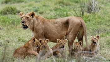 Mikumi National Park 3 Days 2 Night By Speed Boat