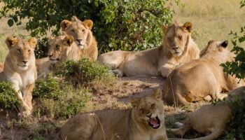 Selous Nationa Park Day Trip from Zanzibar