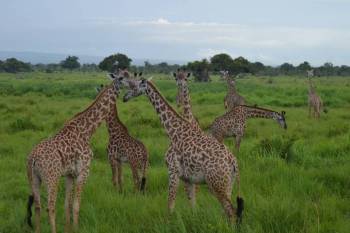 SELOUS NATIONAL PARK 2 DAYS 1 NIGHT FROM ZANZIBAR
