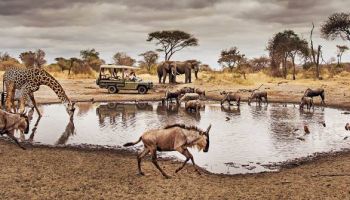 4 Days Tarangire Ngorongoro Creater Serengeti