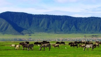 5 Days Luxury Safari