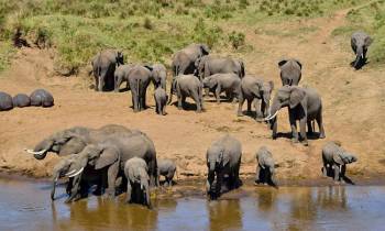 5 Days Luxury Safari