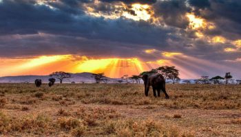 6 DAYS WIlDEBEESTS MIGRATION NDUTU